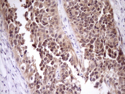 m05181 anti pin4 mouse monoclonal antibody clone id oti7h2 ihc testing 7