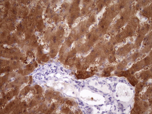 m05181 anti pin4 mouse monoclonal antibody clone id oti7h2 ihc testing 8