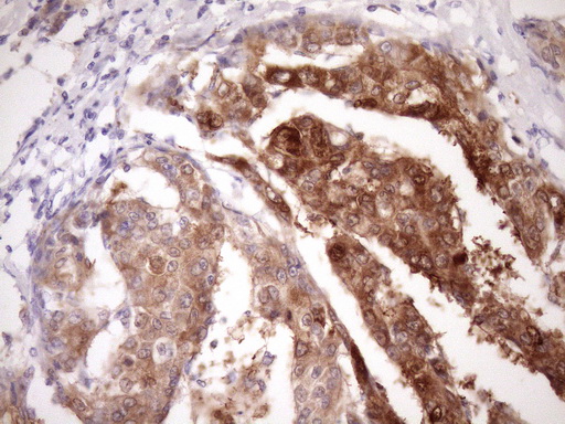 m05181 anti pin4 mouse monoclonal antibody clone id oti7h2 ihc testing 9