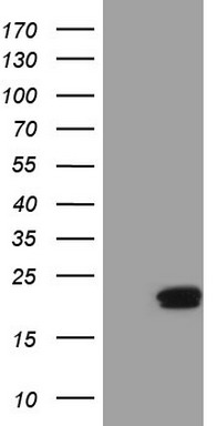 m05181 anti pin4 mouse monoclonal antibody clone id oti7h2 wb testing 1
