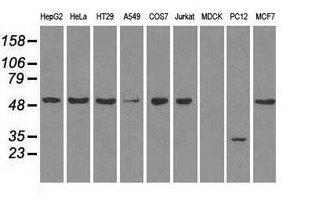 Western blot analysis of extracts (35ug) from 9 different cell lines by usin g anti-SLC2A5 monoclonal antibody (HepG2: human; HeLa: human; SVT2: mouse; A549: human; COS7: monkey; Jurkat: human; MDCK: canine; PC12: rat; MCF7: human)