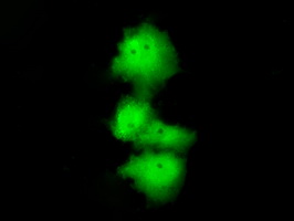 m05215 1 anti hdac10 mouse monoclonal antibody clone id oti8g5 if testing 7