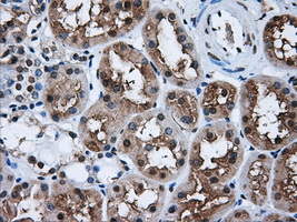 m05215 2 anti hdac10 mouse monoclonal antibody clone id oti7c3 ihc testing 3