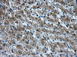 m05215 2 anti hdac10 mouse monoclonal antibody clone id oti7c3 ihc testing 4