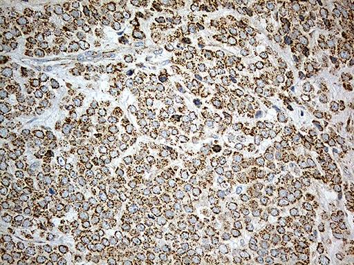 m05223 anti acad9 mouse monoclonal antibody clone id oti1d4 ihc testing 4