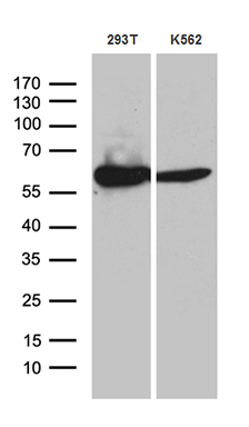 Western blot analysis of extracts (35ug) from 2 different cell lines by using anti-ACAD9 monoclonal antibody (1:500)