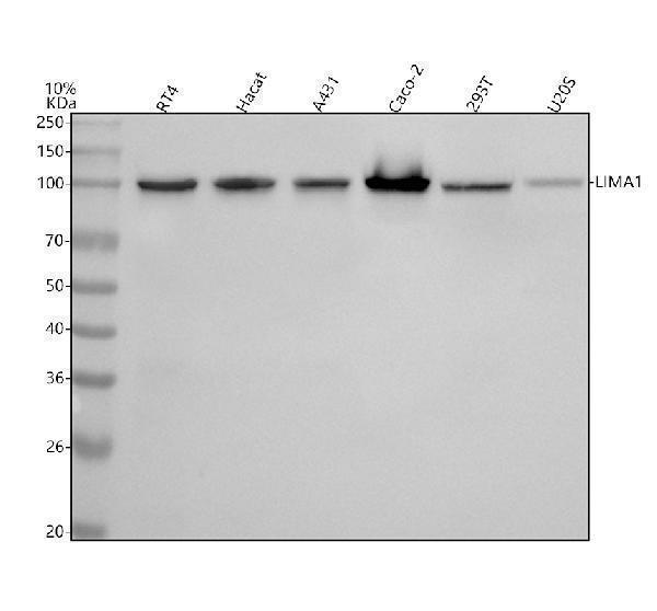m05231 lima1 primary antibodies wb testing 1