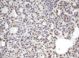m05234 1 anti cbx8 mouse monoclonal antibody clone id oti6g4 ihc testing 3