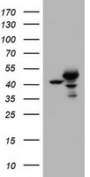 m05234 1 anti cbx8 mouse monoclonal antibody clone id oti6g4 wb testing 1