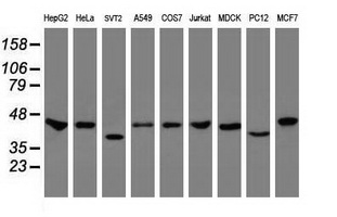 m05234 1 anti cbx8 mouse monoclonal antibody clone id oti6g4 wb testing 2
