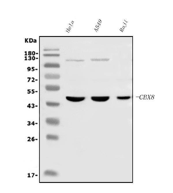  Western blot analysis of Cbx8 using anti-Cbx8 antibody (M05234)