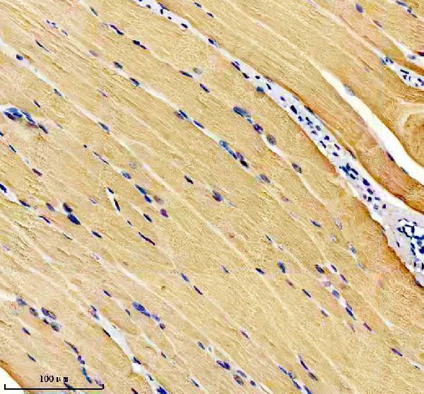 m05235 casq1 primary antibodies ihc testing 1