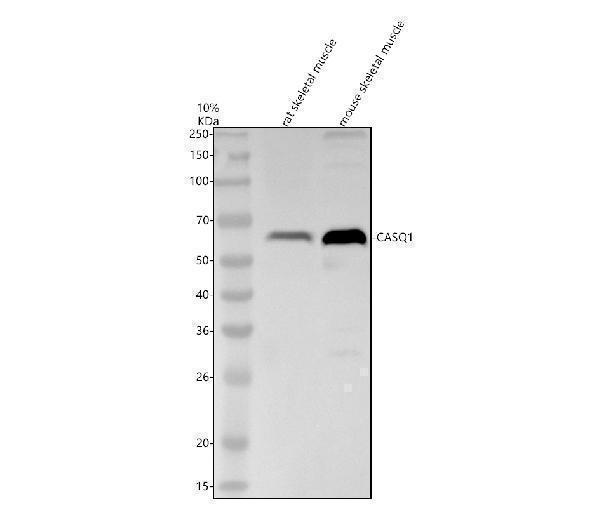 m05235 casq1 primary antibodies wb testing 1