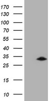 m05239 anti gsto2 mouse monoclonal antibody clone id oti2a12 wb testing 1