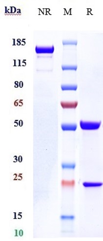 Anti-IL-31Ra Reference Antibody (nemolizumab) on SDS-PAGE under reducing (R) condition