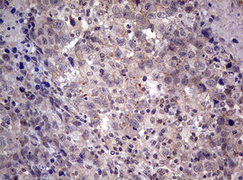 m05258 anti afap afap1 mouse monoclonal antibody clone id oti2g9 ihc testing 2