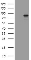m05258 anti afap afap1 mouse monoclonal antibody clone id oti2g9 wb testing 1