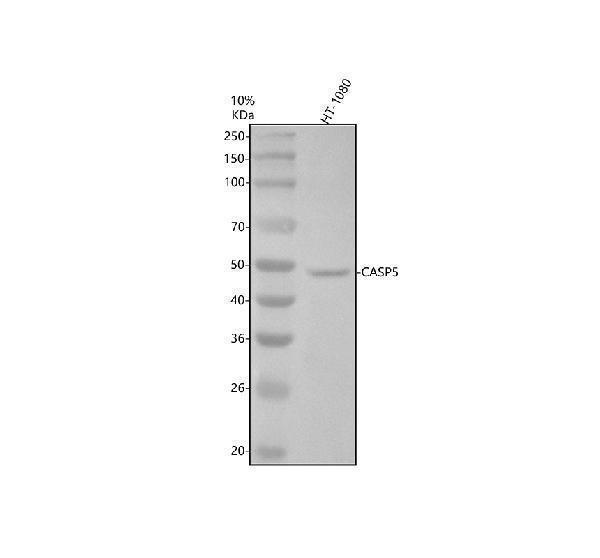 Western blot analysis of Caspase 5/CASP5 using anti-Caspase 5/CASP5 antibody (M05259)