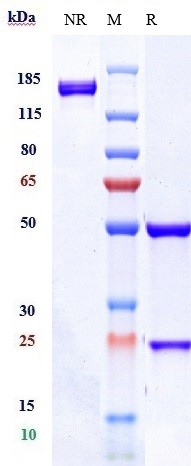 Anti-TSPAN26/CD37 Reference Antibody (AGS67E) on SDS-PAGE under reducing (R) condition