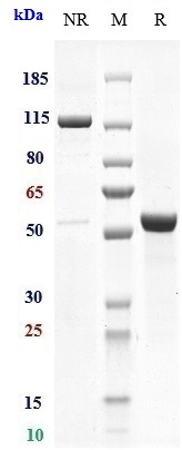 Anti-TSPAN26/CD37 Reference Antibody (otlertuzumab) on SDS-PAGE under reducing (R) condition