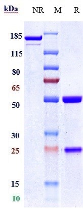 Anti-TSPAN26/CD37 Reference Antibody (naratuximab) on SDS-PAGE under reducing (R) condition
