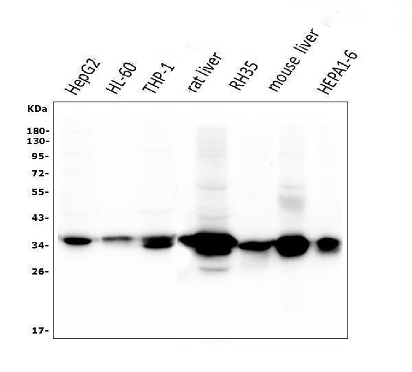 m05278 akr1d1 primary antibodies wb testing 1