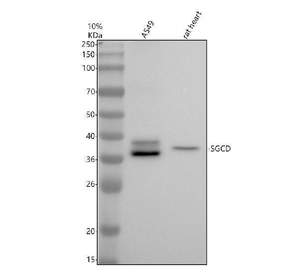m05297 sgcd primary antibodies wb testing 1
