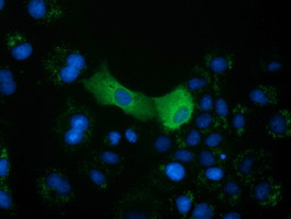 m05298 anti mu crystallin crym mouse monoclonal antibody clone id oti1g7 if testing 12