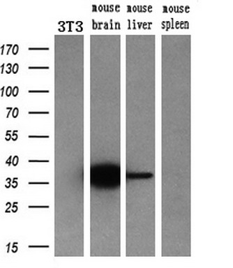 m05298 anti mu crystallin crym mouse monoclonal antibody clone id oti1g7 wb testing 4