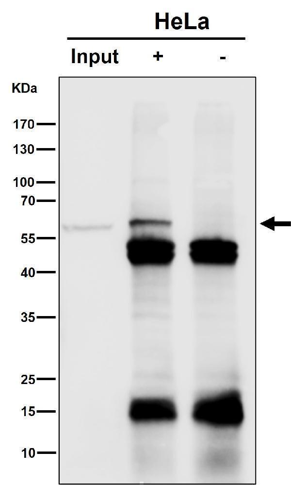 Immunoprecipitate (IP) analysis using the Antibody at 1:50 dilution