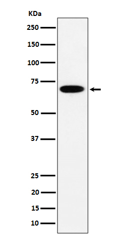 Western blot analysis of SLC27A4 expression in HepG2 cell lysate