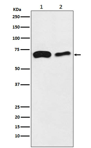 Western blot analysis of SLC27A4 / FATP4 expression in  (1) HeLa cell lysate; (2) Mouse kidney lysate