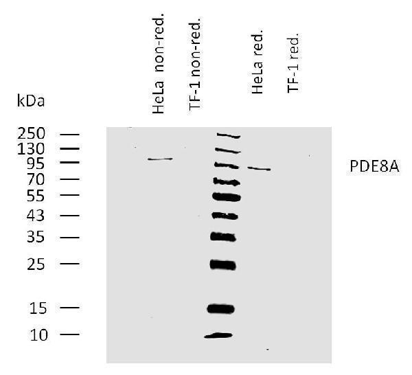 m05304 pde8a primary antibodies wb testing 1