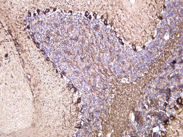 m05307 9 nefh primary antibodies ihc testing 1