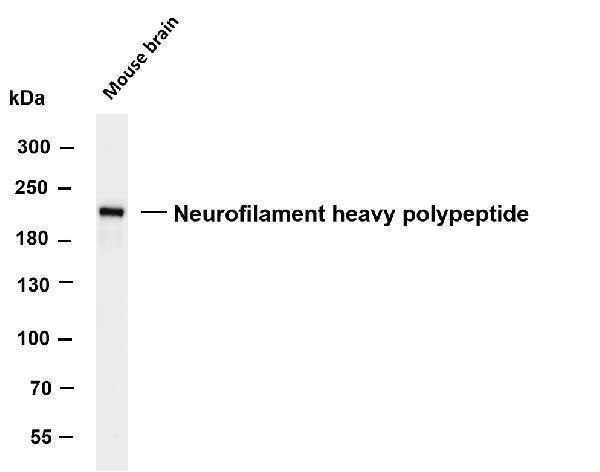 m05307 9 nefh primary antibodies wb testing 4