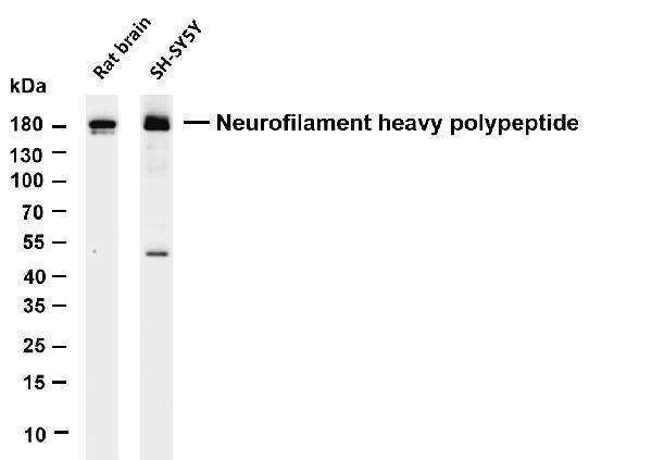 m05307 9 nefh primary antibodies wb testing 5