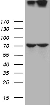 m05308 anti gp210 nup210 mouse monoclonal antibody clone id oti7g1 wb testing 1