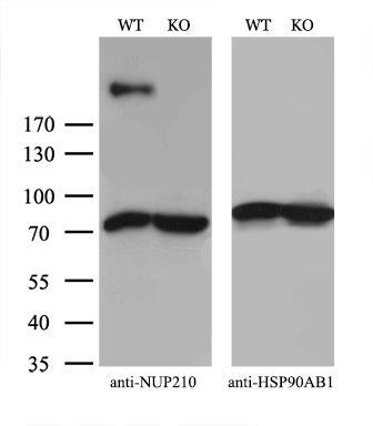 m05308 anti gp210 nup210 mouse monoclonal antibody clone id oti7g1 wb testing 2