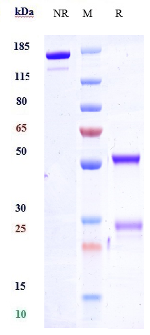 Anti-SLAMF6/CD352 Reference Antibody (SGN-CD352A) on SDS-PAGE under reducing (R) condition
