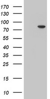 m05311 anti mpp5 mouse monoclonal antibody clone id oti2d3 wb testing 1