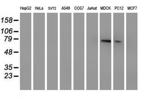 m05311 anti mpp5 mouse monoclonal antibody clone id oti2d3 wb testing 2