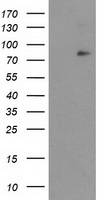 m05312 anti ikb zeta nfkbiz mouse monoclonal antibody clone id oti1e8 wb testing 1