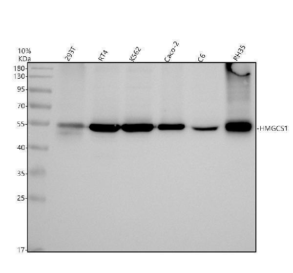 m05313 hmgcs1 primary antibodies wb testing 1