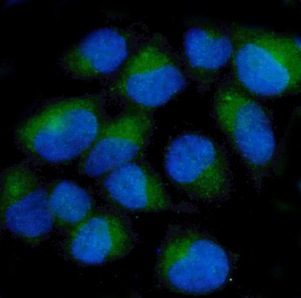 m05324 ckap5 primary antibody if testing 7