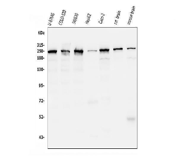 m05324 ckap5 primary antibody wb testing 1