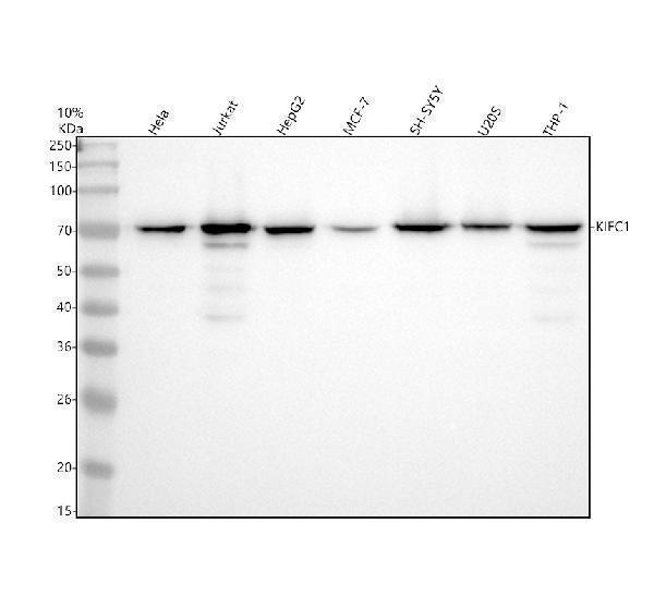 m05325 kifc1 primary antibodies wb testing 1