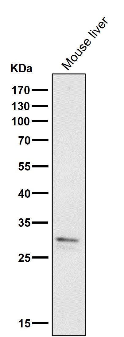 All lanes use the Antibody at 1:1W dilution for 1 hour at room temperature