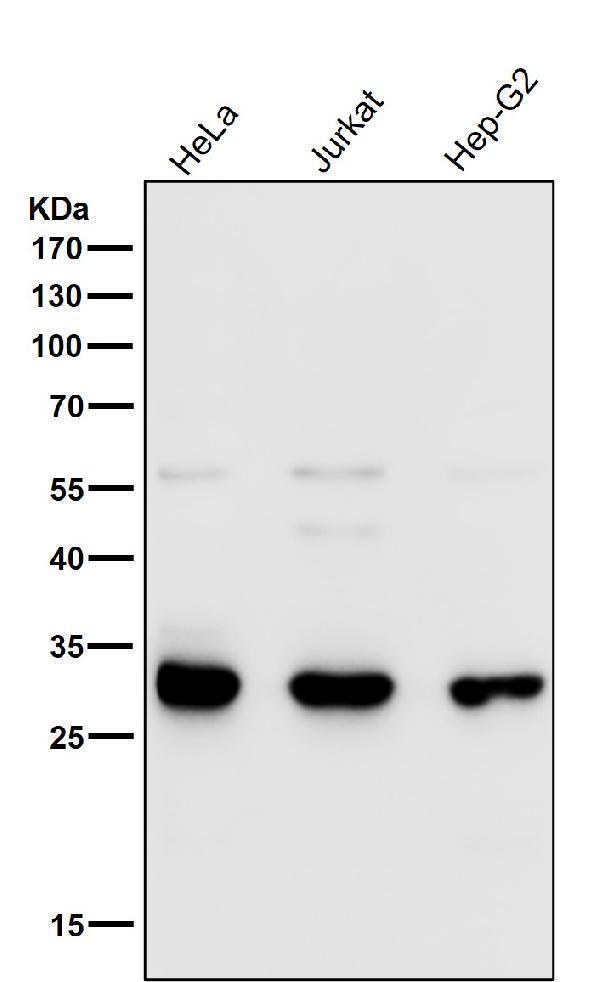 All lanes use the Antibody at 1:1W dilution for 1 hour at room temperature