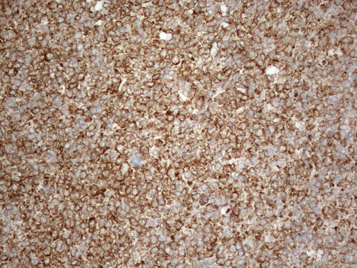 m05329 anti vapa mouse monoclonal antibody clone id oti10e10 ihc testing 10
