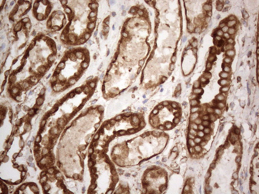 m05329 anti vapa mouse monoclonal antibody clone id oti10e10 ihc testing 15